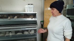 Начинаем разведение перепелов. Подсаживаем самцов к самочкам.