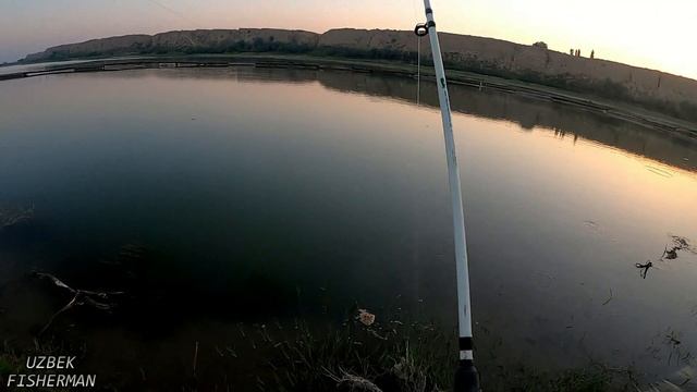 РЫБАЛКА НА САЗАНА. РЕКА СЫДАРЯ. МОЩНЫЕ ПОКЛЁВКИ. ЭТО НАДО ВИДЕТЬ
