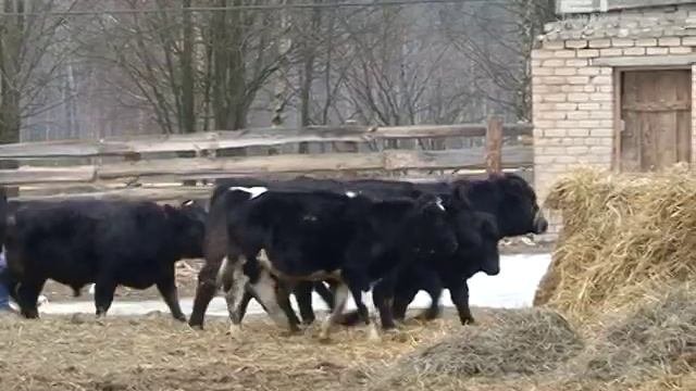 Закупка бычков мясной породы в сельхозпредприятие "Воскресенье-АГРО" смотреть онлайн