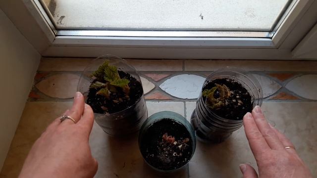 Выращивание клубневой бегонии смотреть онлайн