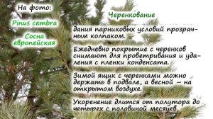 Сосна – ПРИВИКА и ЧЕРЕНКОВАНИЕ. Как правильно размножать сосну