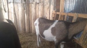 Альпийские Козы  в нашем хозяйстве // Как выбрать козу с вкусным молоком // С.Х.У