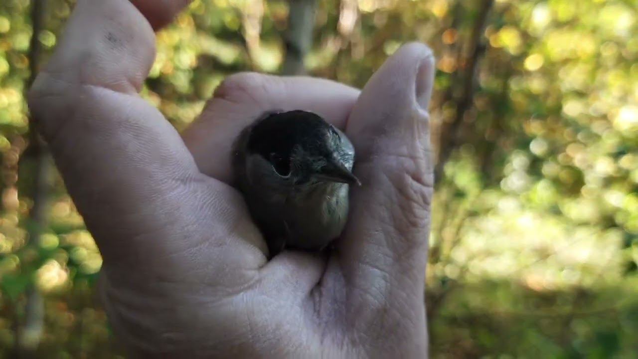 Ловля птиц 3 сентября 2022 год. смотреть онлайн