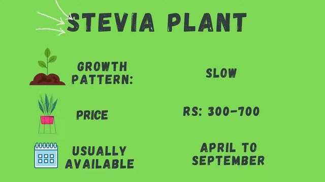 Stevia Plant in Islamabad - Stevia Plant Price in Pakistan (Rs: 300 - Rs: 400 ) смотреть онлайн
