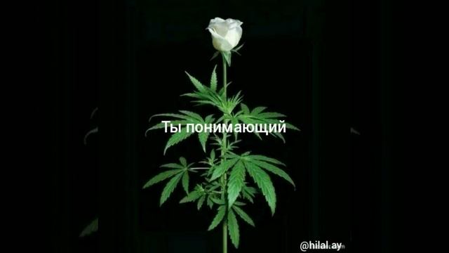 Ислам цитаты.Islam sitata.Цитата. смотреть онлайн