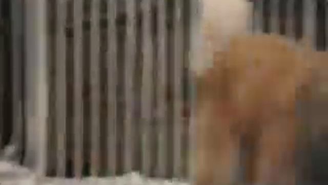 История Хатико