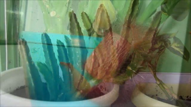 Июньский обзор моих цветов смотреть онлайн