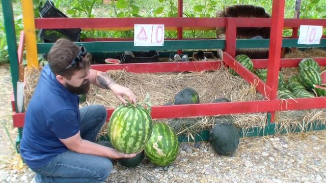 Как выбрать спелый арбуз!!!! смотреть онлайн