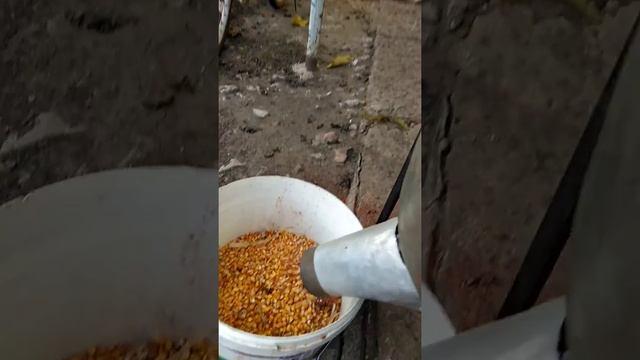 Кукурузная Шелушилка! смотреть онлайн