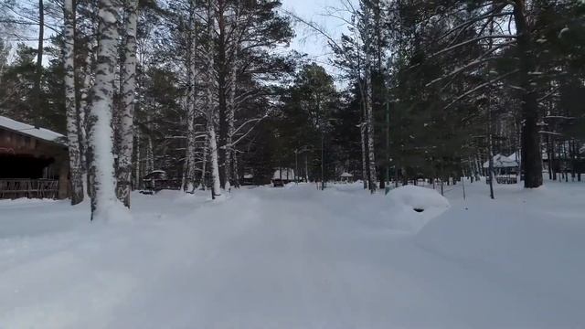 Белая сова зимой смотреть онлайн