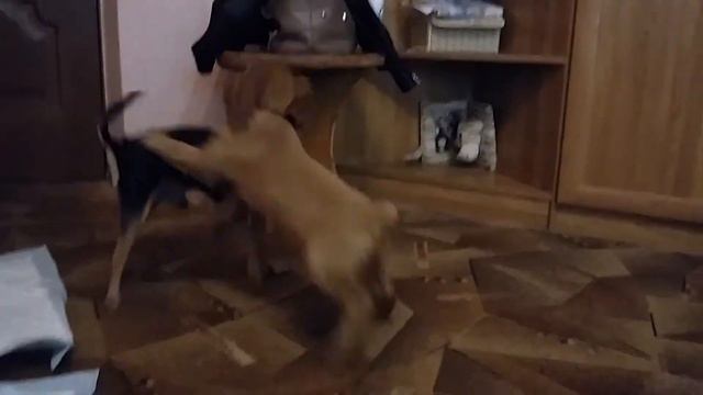 Английский кокер-спаниель Чарли и той-терьер Арчик. В два месяца кокера были одного размера