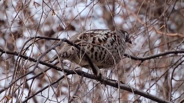 Рябчик - Bonasa bonasia смотреть онлайн