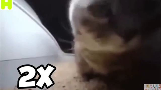 чипи чипи чапа чапа 999х смотреть онлайн