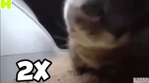 чипи чипи чапа чапа 999х