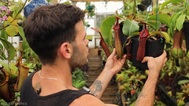 Nepenthes Truncata X Edwardsiana
