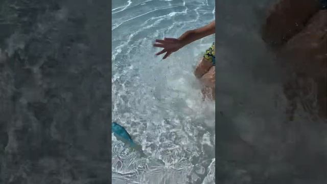 Дениз играет с рыбой "Барракуда" из красного моря смотреть онлайн