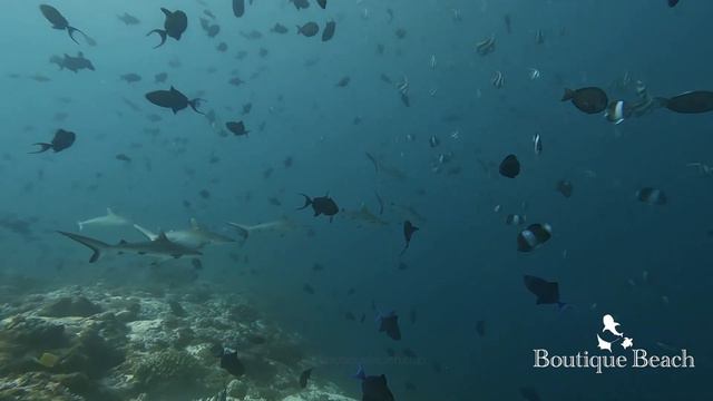 24.12.23 - Whale Shark with Dolphin's & Manta Rays - Lily Rock, Kuda Giri & Dhigurah Arches Maldive смотреть онлайн