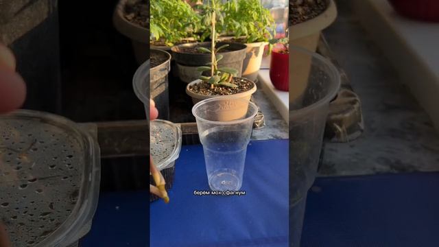 Эксперт! Укореняю сингониум во мхе сфагнуме смотреть онлайн