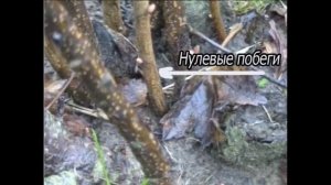 Подготовка черной смородины к зиме