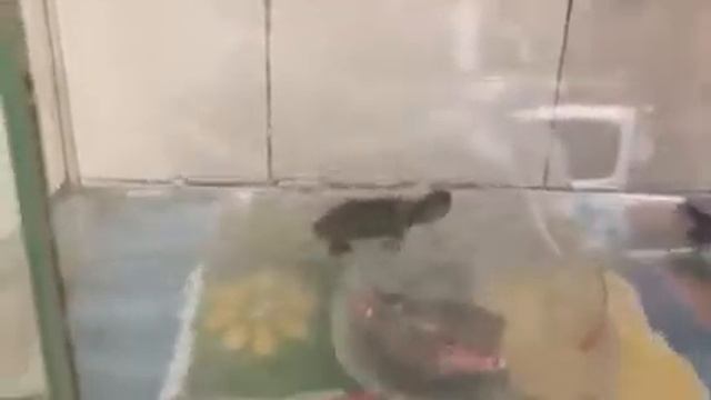 Turtle ? athlete смотреть онлайн