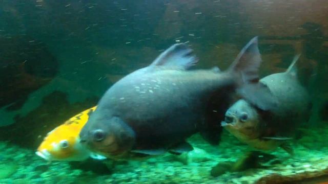 Пираньи "Красный паку" смотреть онлайн