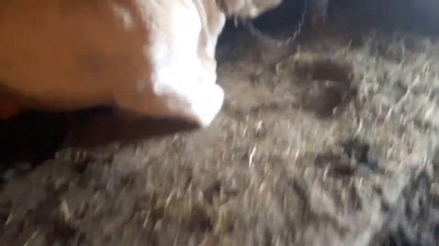 Мясная порода коровы Шароле оптом из Европы доставка по РФ смотреть онлайн