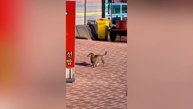 #CuteCats ? - Cute And Funny #cats Compilation ➤ #️49