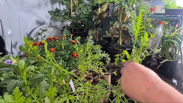 How to grow Poor Mans Orchid Schizanthus from seed Part 3 смотреть онлайн