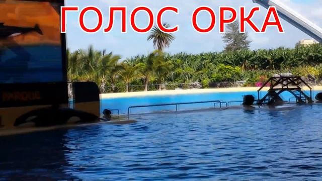 Orca Show!LORO PARQUE! The BEST!! Шоу Орков!! Лоро парк Тенерифе