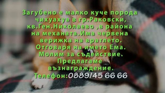 Загубено е малко куче порода чихуахуа в гр.Раковски смотреть онлайн