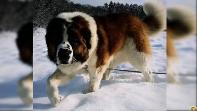 Сенбернар против Московской Сторожевой! КТО СИЛЬНЕЕ Versus собак! смотреть онлайн