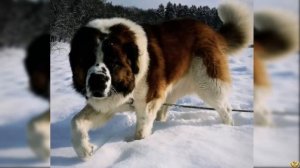 Сенбернар против Московской Сторожевой! КТО СИЛЬНЕЕ Versus собак!