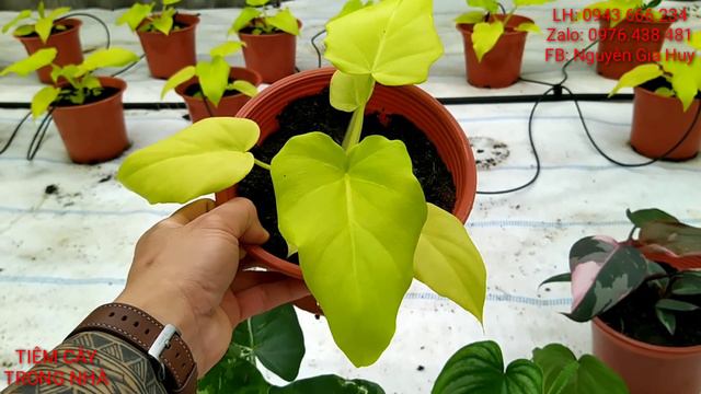 combo những dòng cây đẹp, giá bình dân. ráy trắng, mamei, hạc cam, thanh xuân vàng, công chúa hồng. смотреть онлайн