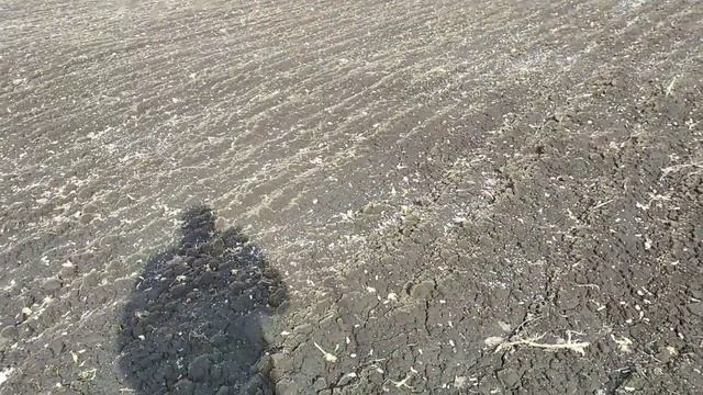 ЧТО же ты ТАКОЕ - МЕРЗЛОТАЛЫЙ?! Первая азотная подкормка чеснока. смотреть онлайн