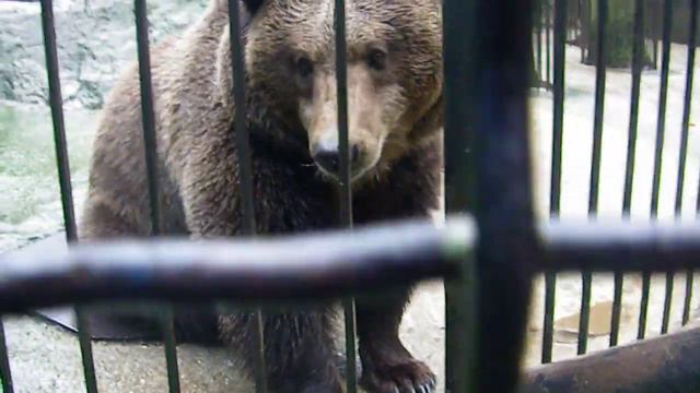 Тайган - Сказка: Мишка - шатун! смотреть онлайн