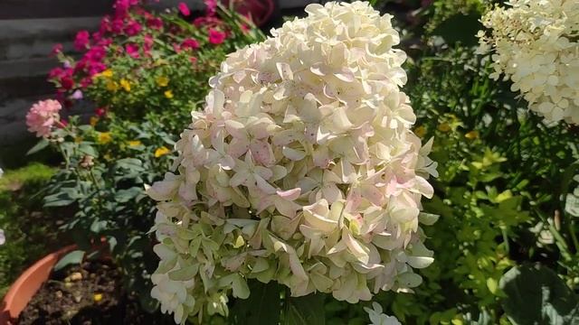 Гортензия метельчатая Скайфолл / Френне??? 
Hydrangea Paniculata Skyfall / Frenne