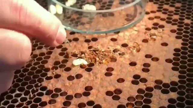 Борьба с клещом в закрытом расплоде #клещ #варроатоз смотреть онлайн