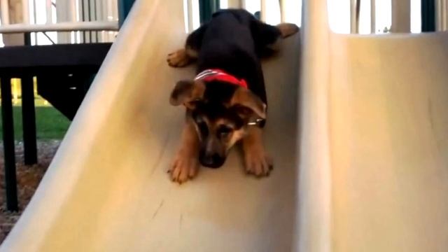 Увидев, что дети сделали с щенком, женщина заплакала! смотреть онлайн