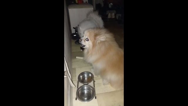 Собаки не поделили еду