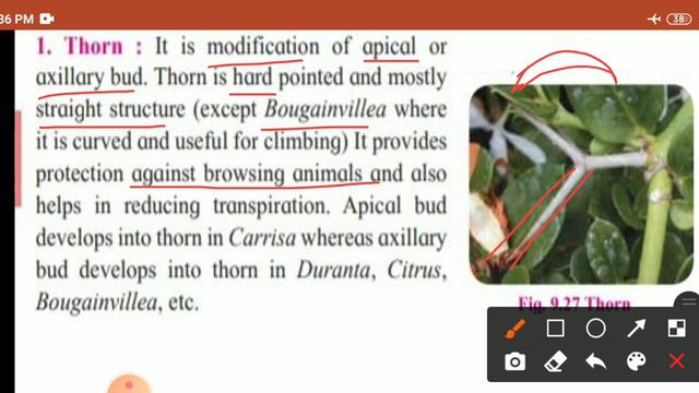 11th sci Botany lecture 5 смотреть онлайн
