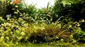 Бликса Японская