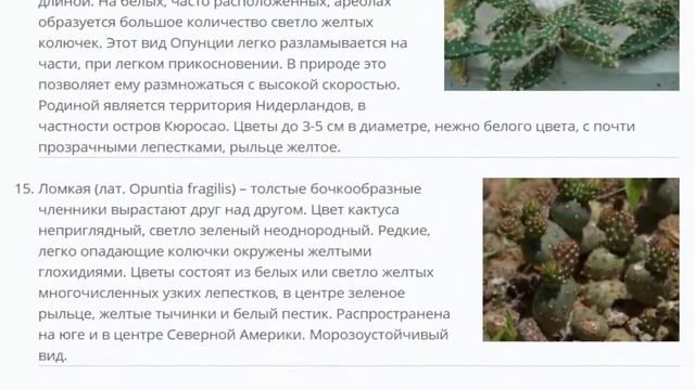 Опунция. Разобрались с 32 видами ОПУНЦИИ. смотреть онлайн