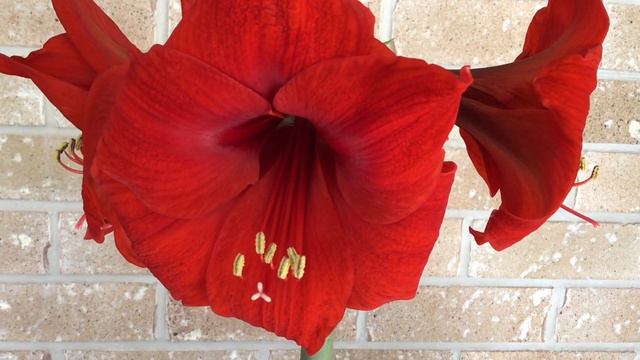 Hippeastrum Festival смотреть онлайн