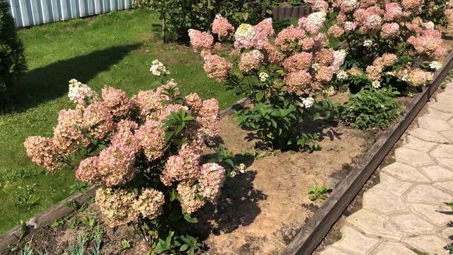 Гортензия метельчатая Сандей Фрайз (Sundae Fraise). смотреть онлайн