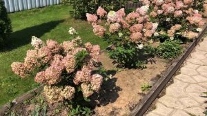 Гортензия метельчатая Сандей Фрайз (Sundae Fraise).