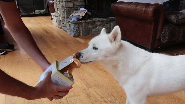 Dog React to Jack In The Box! смотреть онлайн