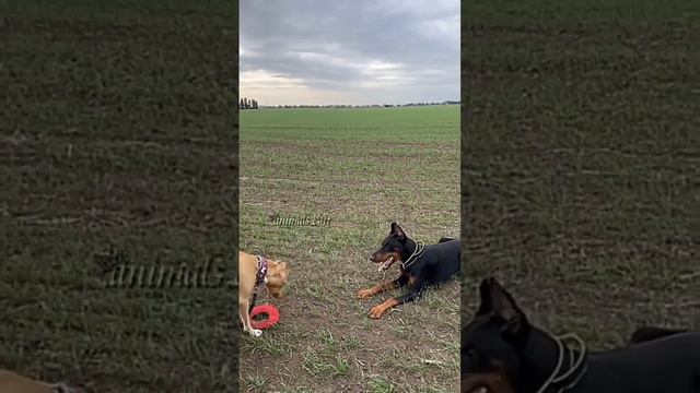 #собаки #доберман #питбуль #едит #фонк #хочуврек смотреть онлайн