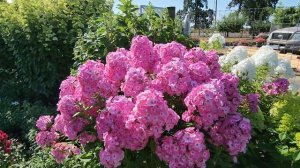 Метельчатые Флоксы.Размножение, посадка и уход.