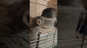 уход за шиншиллой и содержание, покупка шиншиллы , купание шиншил,