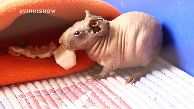 СвиноВЛОГ: морские свинки ужинают / SvinkiShow